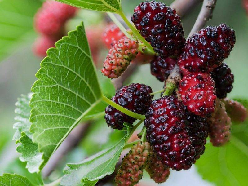 Шелковица купить саженцы из питомнике в Ступино