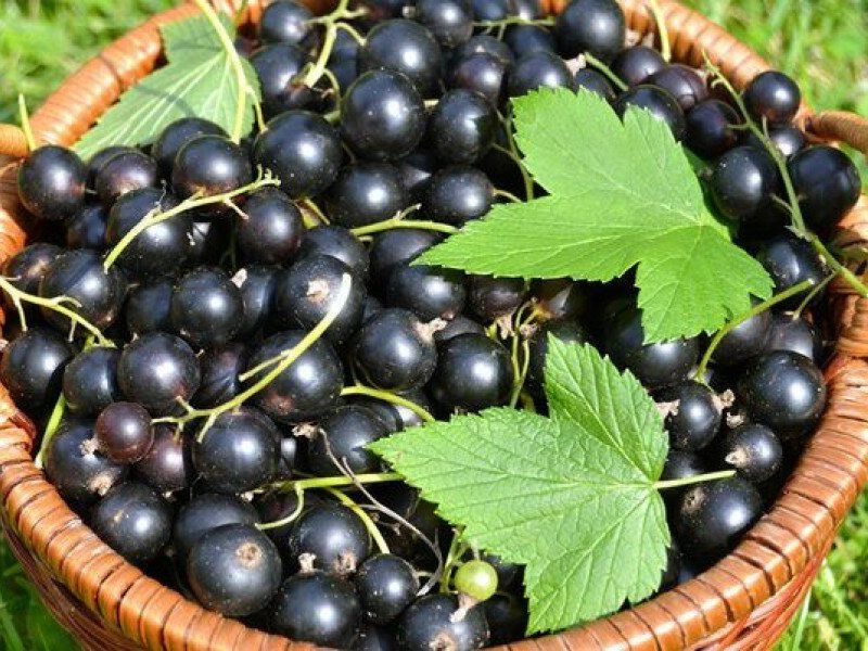 Смородина купить саженцы из питомника в Ступино