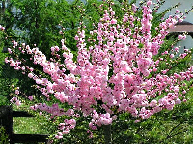 Миндаль купить саженцы из питомника в Ступино