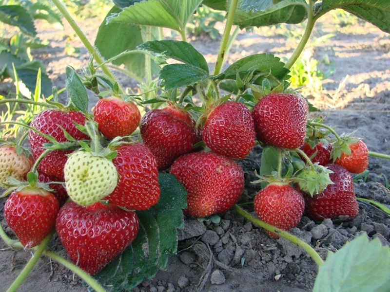 Клубника купить саженцы из питомника в Ступино
