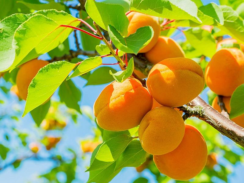 Абрикос купить саженцы из питомнике в Ступино