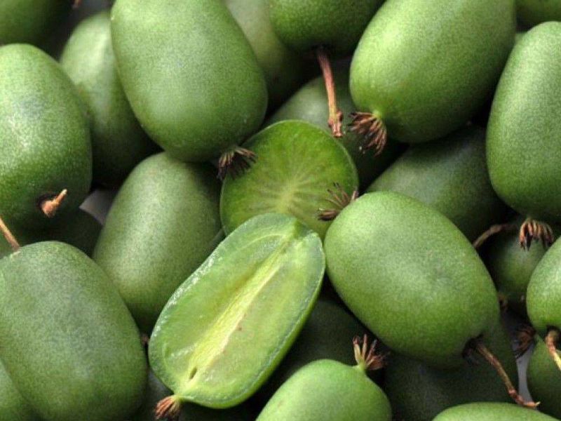 Актинидия купить саженцы из питомнике в Ступино