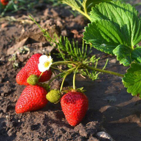 Клубника "МАРИГЕТ" ремонтантная (7шт.)