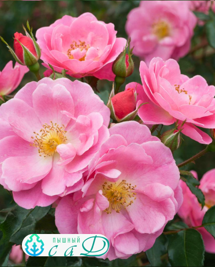 Роза "ВИЛЬЯМ БАФФИН"
