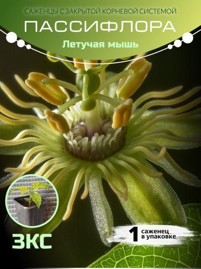 Маракуйя "Летучая мышь" ЗКС