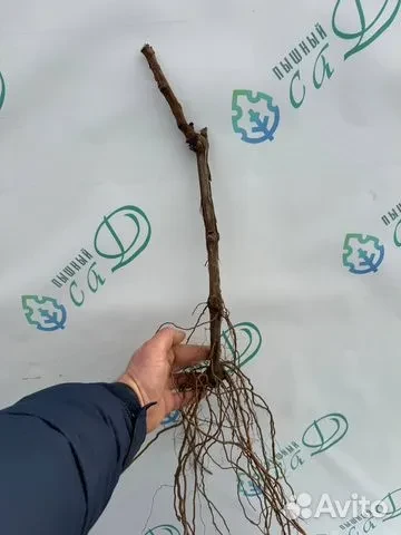 Виноград "БАГИРА"